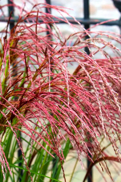  Red Cloud Maiden Grass (Miscanthus Sinensis) - 1 Gallon Pot