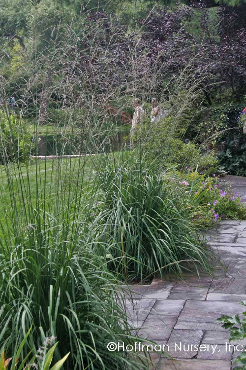  Skyracer Tall Moor Grass (Molinia) - 1 Gallon Pot