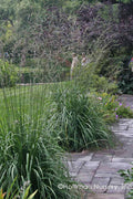  Skyracer Tall Moor Grass (Molinia) - 1 Gallon Pot