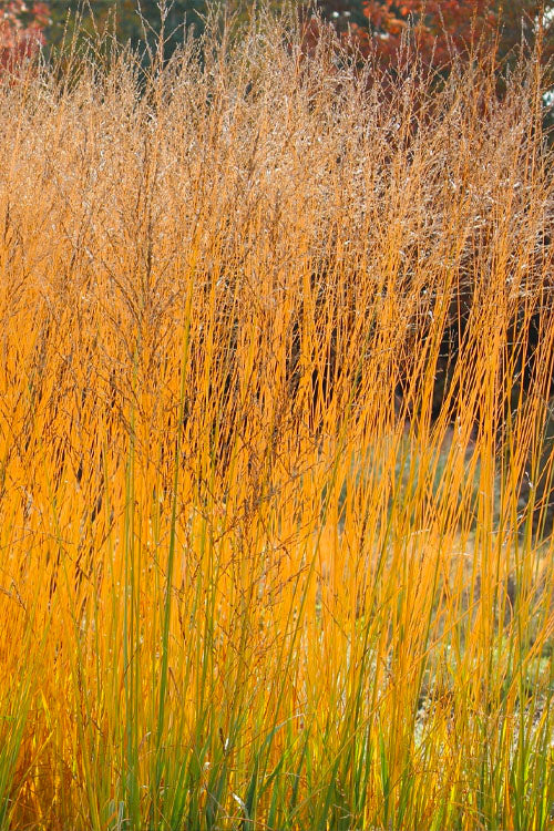  Skyracer Tall Moor Grass (Molinia) - 1 Gallon Pot
