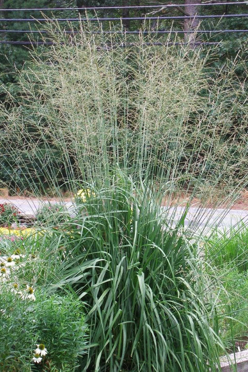  Skyracer Tall Moor Grass (Molinia) - 1 Gallon Pot