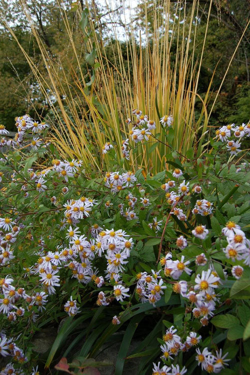  Skyracer Tall Moor Grass (Molinia) - 1 Gallon Pot