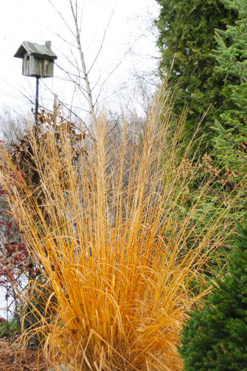  Skyracer Tall Moor Grass (Molinia) - 1 Gallon Pot