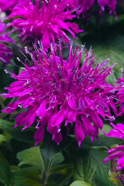  Balmy Purple Bee Balm (Monarda) - 1 Gallon Pot