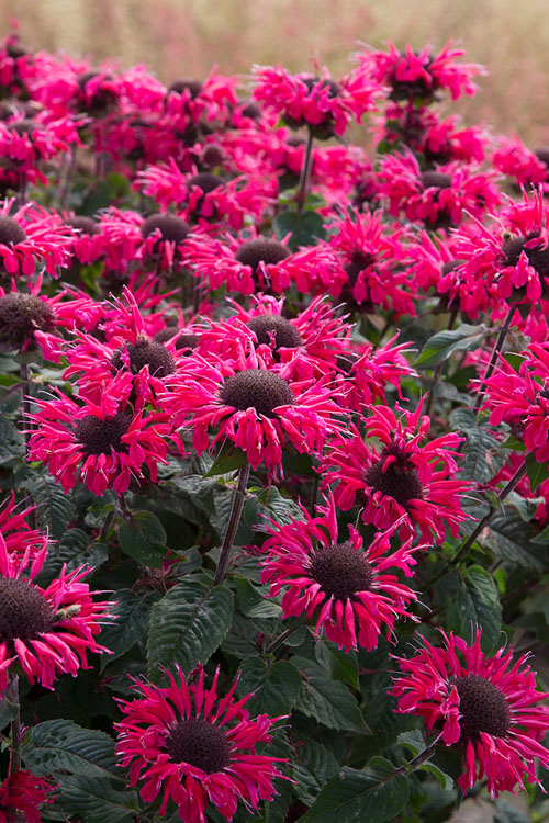  Bee You Bee Happy Bee Balm (Monarda) - 1 Gallon Pot