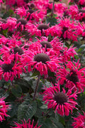  Bee You Bee Happy Bee Balm (Monarda) - 1 Gallon Pot