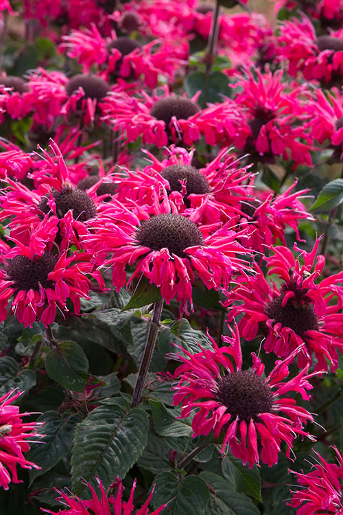  Bee You Bee Happy Bee Balm (Monarda) - 1 Gallon Pot