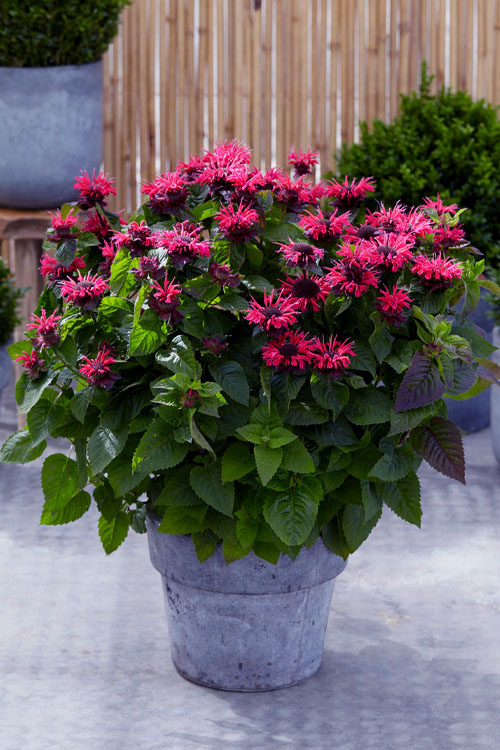  Bee You Bee Happy Bee Balm (Monarda) - 1 Gallon Pot