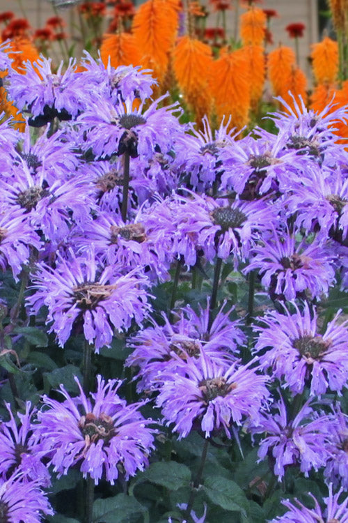  Sugar Buzz Blue Moon Bee Balm (Monarda) - 1 Gallon Pot