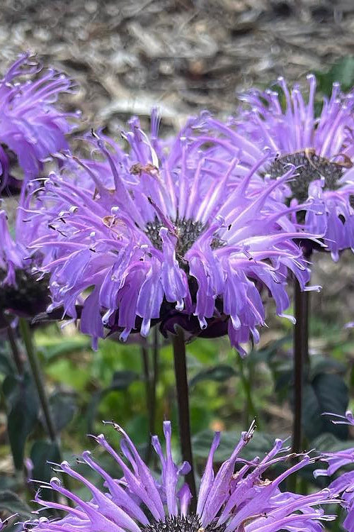  Sugar Buzz Blue Moon Bee Balm (Monarda) - 6 Pack Of 1 Gallon Pots