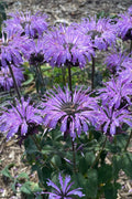  Sugar Buzz Blue Moon Bee Balm (Monarda) - 6 Pack Of 1 Gallon Pots