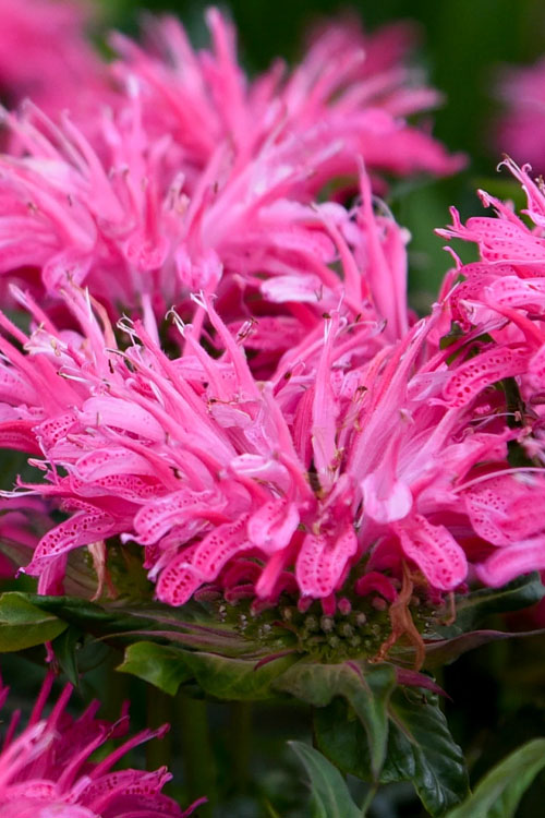  Bubblegum Blast Bee Balm (Monarda) - 1 Gallon Pot