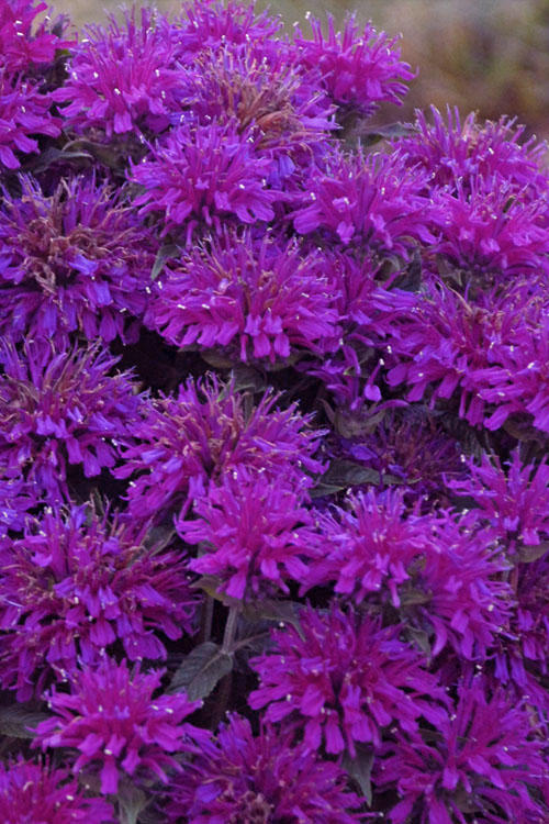  Sugar Buzz Grape Gumball Bee Balm (Monarda) - 1 Gallon Pot
