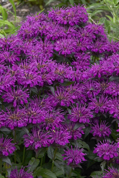  Sugar Buzz Grape Gumball Bee Balm (Monarda) - 1 Gallon Pot