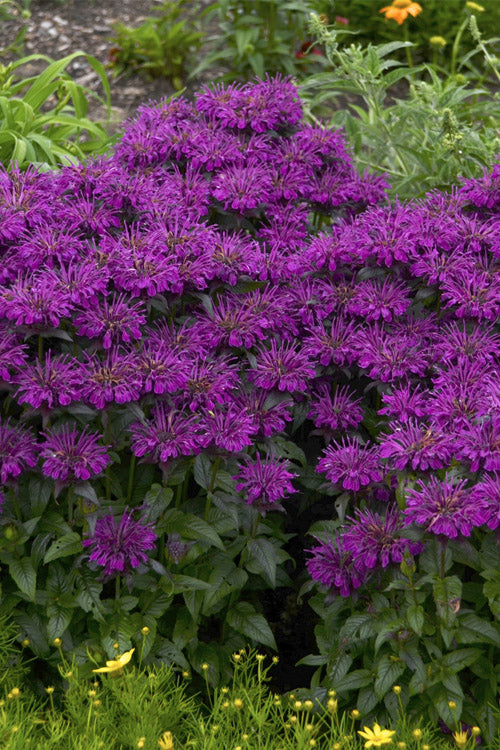  Sugar Buzz Grape Gumball Bee Balm (Monarda) - 1 Gallon Pot