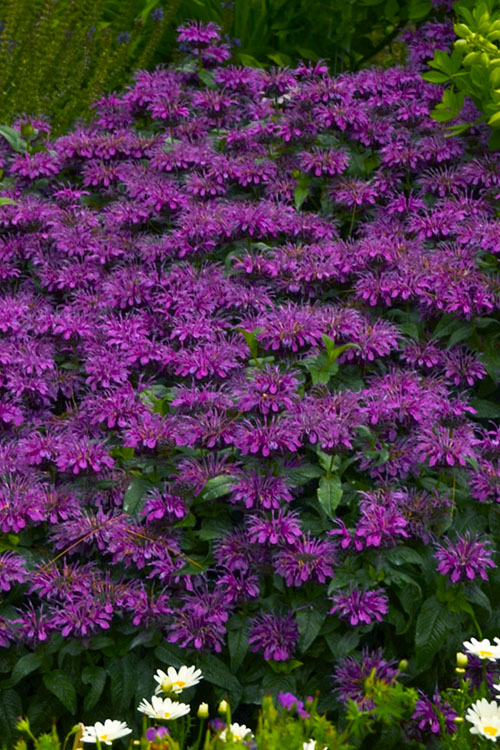  Sugar Buzz Grape Gumball Bee Balm (Monarda) - 1 Gallon Pot