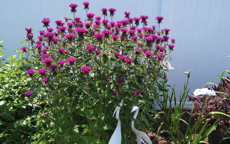  Purple Rooster Bee Balm (Monarda) - 6 Pack 1 Gallon Pots