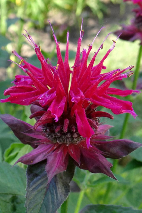  Raspberry Wine Bee Balm (Monarda) - 1 Gallon Pot