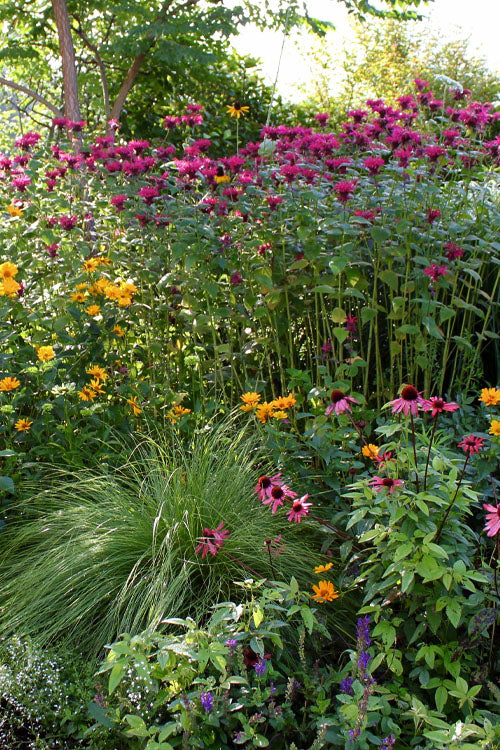  Raspberry Wine Bee Balm (Monarda) - 1 Gallon Pot