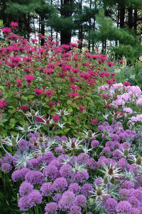  Raspberry Wine Bee Balm (Monarda) - 1 Gallon Pot