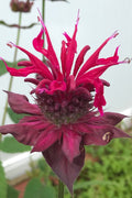  Raspberry Wine Bee Balm (Monarda) - 1 Gallon Pot