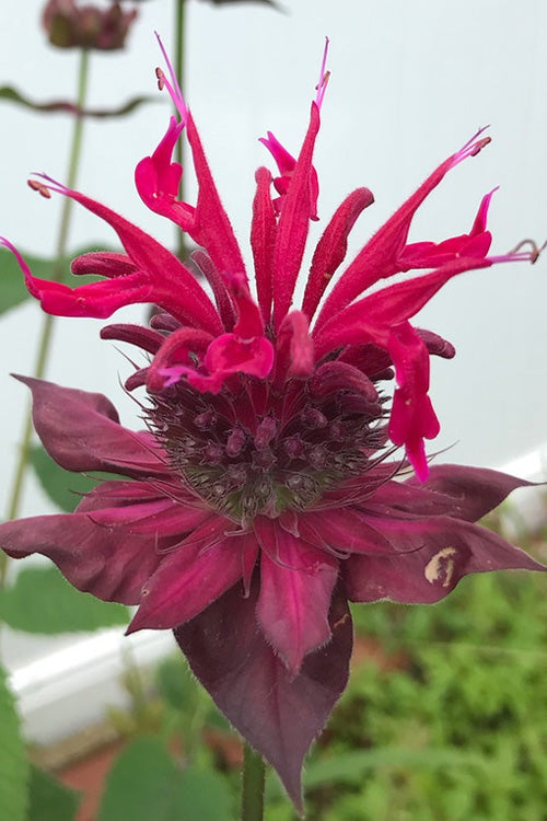  Raspberry Wine Bee Balm (Monarda) - 1 Gallon Pot
