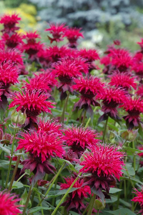  Raspberry Wine Bee Balm (Monarda) - 1 Gallon Pot