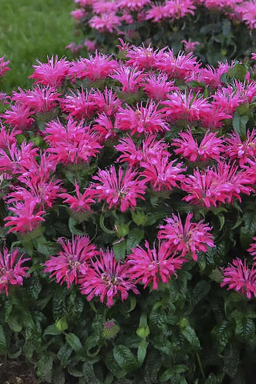  Electric Neon Pink Bee Balm (Monarda) - 1 Gallon Pot