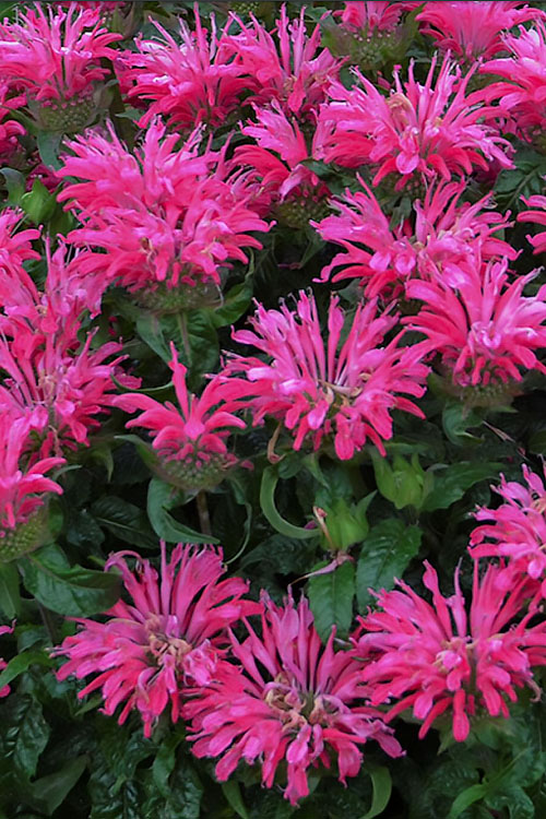  Electric Neon Pink Bee Balm (Monarda) - 6 Pack Of 1 Gallon Pots