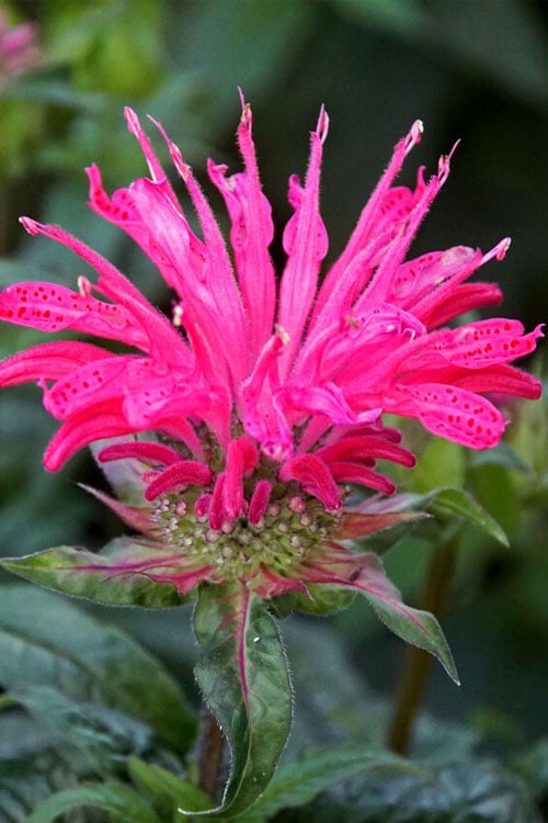  Electric Neon Pink Bee Balm (Monarda) - 1 Gallon Pot