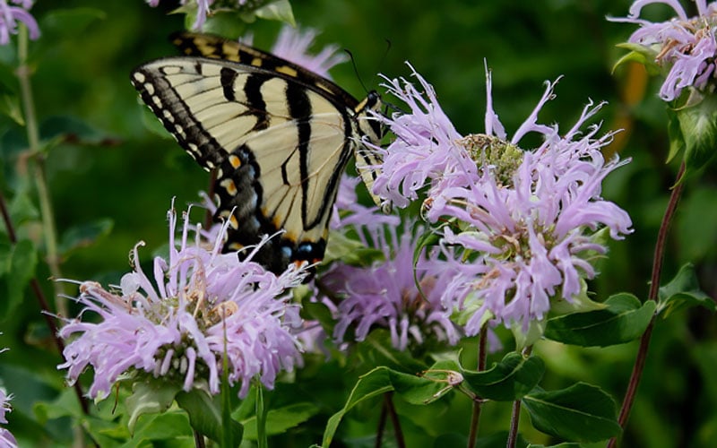  Wild Bergamot Bee Balm (Monarda Fistulosa) - 5 Pack Of Quart Pots