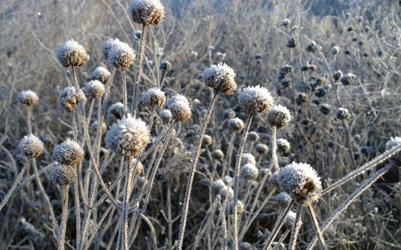  Wild Bergamot Bee Balm (Monarda Fistulosa) - 5 Pack Of Quart Pots