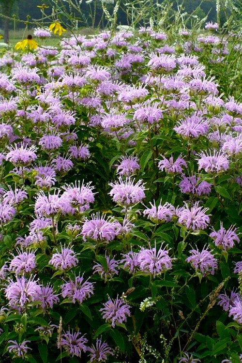  Wild Bergamot Bee Balm (Monarda Fistulosa) - 1 Gallon Pot