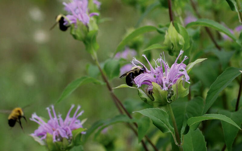  Wild Bergamot Bee Balm (Monarda Fistulosa) - 5 Pack Of Quart Pots