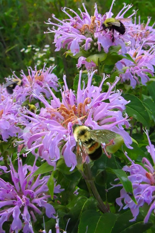  Wild Bergamot Bee Balm (Monarda Fistulosa) - 5 Pack Of Quart Pots
