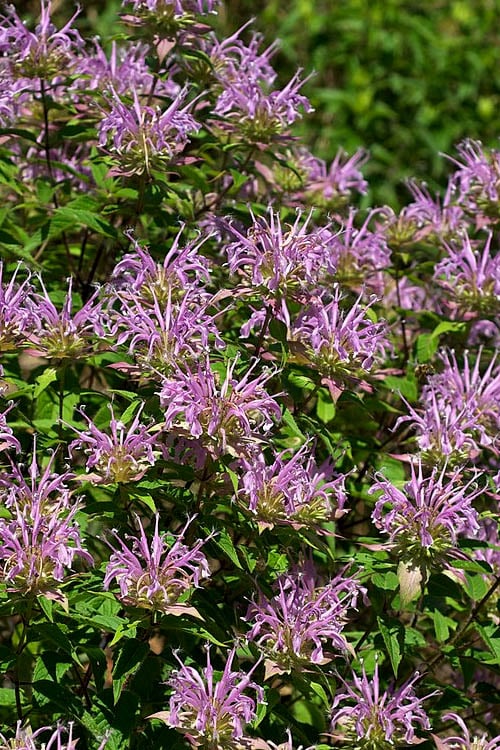  Wild Bergamot Bee Balm (Monarda Fistulosa) - 1 Gallon Pot