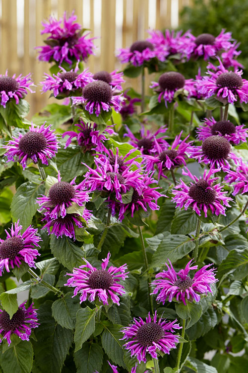  Bee-You Bee Free Bee Balm (Monarda) - 1 Gallon Pot