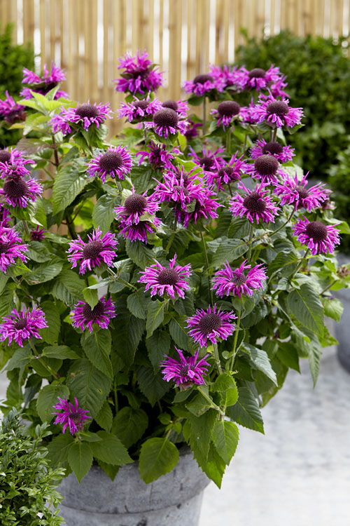  Bee-You Bee Free Bee Balm (Monarda) - 1 Gallon Pot