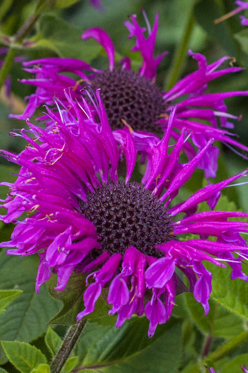  Bee-You Bee Free Bee Balm (Monarda) - 1 Gallon Pot