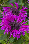  Bee-You Bee Free Bee Balm (Monarda) - 1 Gallon Pot