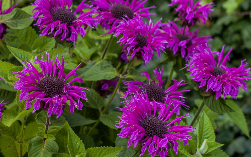  Bee-You Bee Free Bee Balm (Monarda) - 1 Gallon Pot