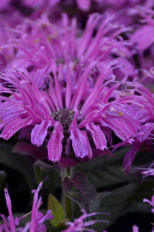  Leading Lady Plum Bee Balm (Monarda) - 1 Gallon Pot
