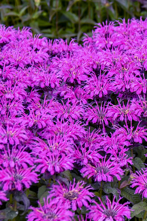  Leading Lady Plum Bee Balm (Monarda) - 1 Gallon Pot