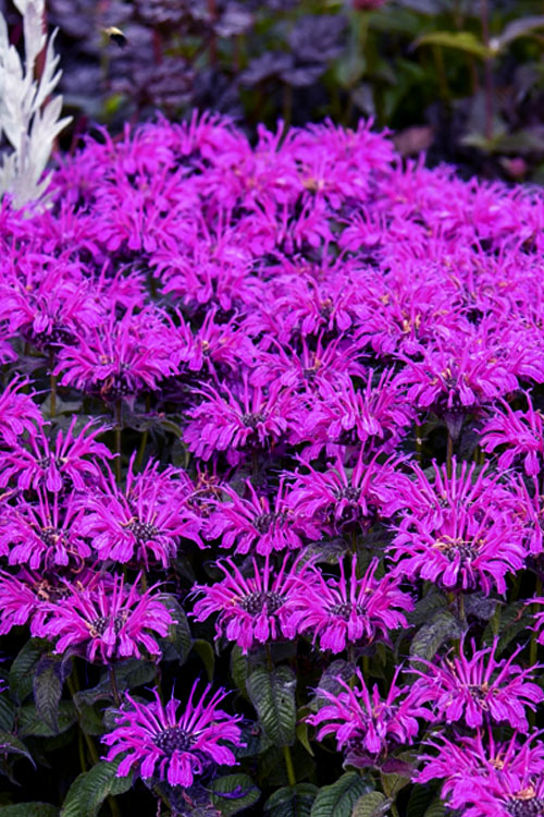  Leading Lady Plum Bee Balm (Monarda) - 1 Gallon Pot