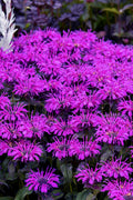  Leading Lady Plum Bee Balm (Monarda) - 1 Gallon Pot