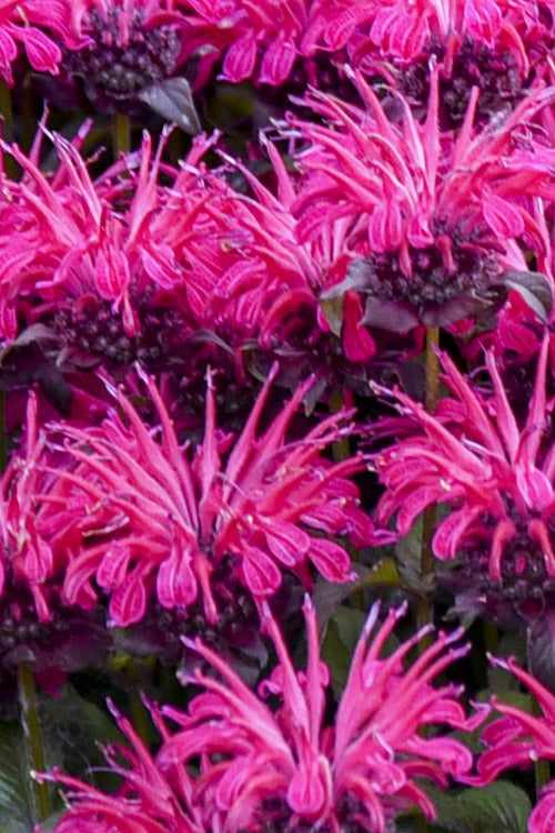  Leading Lady Razzberry Bee Balm (Monarda) - 1 Gallon Pot