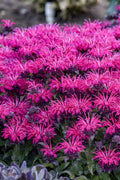  Leading Lady Razzberry Bee Balm (Monarda) - 1 Gallon Pot