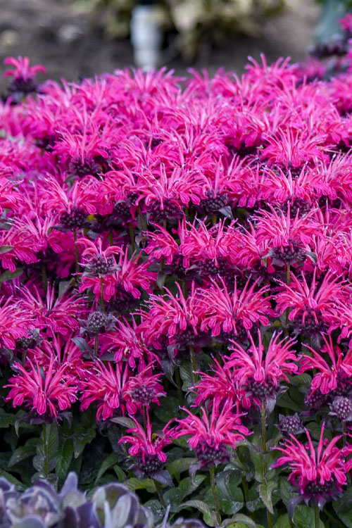  Leading Lady Razzberry Bee Balm (Monarda) - 1 Gallon Pot