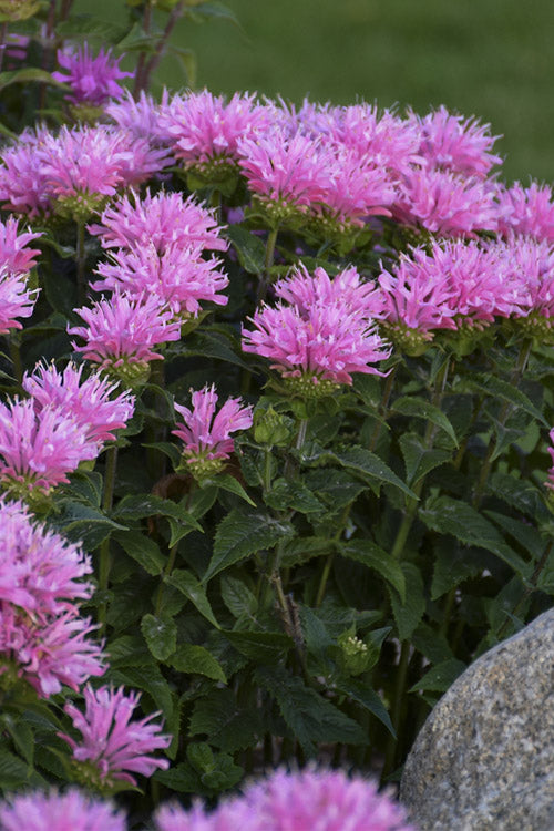  Sugar Buzz Pink Frosting Bee Balm (Monarda) - 1 Gallon Pot
