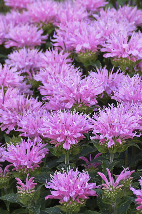  Sugar Buzz Pink Frosting Bee Balm (Monarda) - 1 Gallon Pot